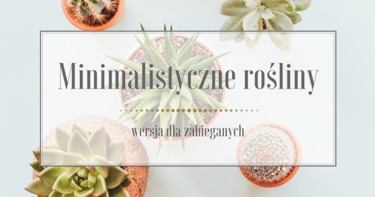 Minimalistyczne rośliny do Twojego domu, wersja dla zabieganych